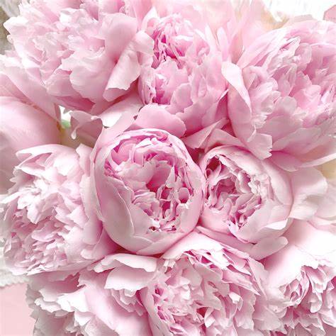pink peony bouquet