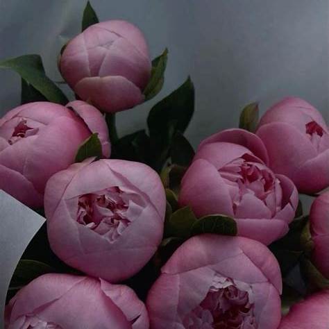 soft pink peonies